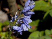 Hyacinthoides non-scripta 55, Wilde Hyacint, Saxifraga-Jan van der Straaten