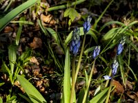 Hyacinthoides non-scripta 59, Wilde Hyacint, Saxifraga-Jan van der Straaten