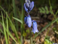 Hyacinthoides non-scripta 63, Wilde Hyacint, Saxifraga-Jan van der Straaten