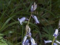 Hyacinthoides non-scripta 69, Wilde Hyacint, Saxifraga-Jan van der Straaten