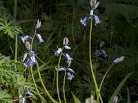 Hyacinthoides non-scripta 70, Wilde Hyacint, Saxifraga-Jan van der Straaten