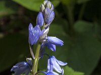 Hyacinthoides non-scripta 71, Wilde Hyacint, Saxifraga-Jan van der Straaten