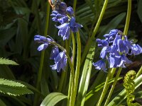 Hyacinthoides non-scripta 76, Wilde Hyacint, Saxifraga-Jan van der Straaten