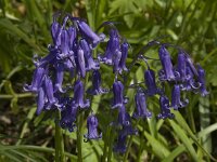 Hyacinthoides non-scripta 8, Wilde hyacint, Saxifraga-Willem van Kruijsbergen