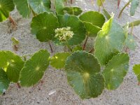 Hydrocotyle bonariensis 3, Saxifraga-Ed Stikvoort : Cee - Finisterre s9900