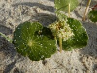 Hydrocotyle bonariensis 4, Saxifraga-Ed Stikvoort : Cee - Finisterre A900
