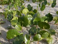 Hydrocotyle bonariensis 7, Saxifraga-Ed Stikvoort : Cee - Finisterre s9900