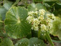 Hydrocotyle bonariensis 8, Saxifraga-Ed Stikvoort : Finisterre en Santiago de Compostela A900