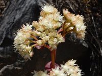 Hylotelephium caucasicum 1, Saxifraga-Ed Stikvoort