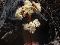 Hylotelephium caucasicum 2, Saxifraga-Ed Stikvoort