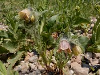 Hyoscyamus reticulatus 5, Saxifraga-Ed Stikvoort : Jerevan - Garni s9900