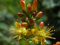 Hypericum pulchrum 21, Fraai hertshooi, Saxifraga-Ed Stikvoort : viroin2011