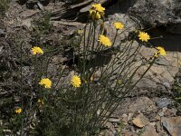 Hypochaeris radicata 19, Gewoon biggenkruid, Saxifraga-Willem van Kruijsbergen