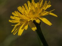 Hypochaeris radicata 21, Gewoon biggenkruid, Saxifraga-Jan van der Straaten