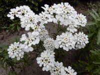 Iberis amara 9, Bittere scheefbloem, Saxifraga-Ed Stikvoort : weichselboom Kop van Schouwen Zutphen Beesd - Culemborg Breda