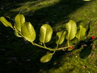 Ilex aquifolium 27, Hulst, Saxifraga-Jan van der Straaten