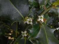Ilex aquifolium 29, Hulst, Saxifraga-Ed Stikvoort