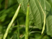 Impatiens edgeworthii 2, Bont springzaad, Saxifraga-Sonja Bouwman  973. Bont springzaad - Impatiens edgeworthii - Balsaminaceae familie (zw)