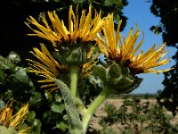 Inula helenium 17, Griekse alant, Saxifraga-Ed Stikvoort : Franse boekweit Nieuwvliet-Bad A900