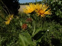 Inula helenium 18, Griekse alant, Saxifraga-Ed Stikvoort : Franse boekweit Nieuwvliet-Bad A900