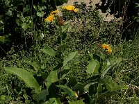 Inula helenium 19, Griekse alant, Saxifraga-Ed Stikvoort : Franse boekweit Nieuwvliet-Bad A900
