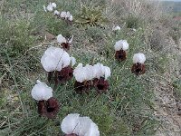 Iris iberica ssp elegantissima 2, Saxifraga-Ed Stikvoort : Jerevan - Garni A900