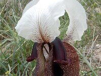 Iris iberica ssp elegantissima 9, Saxifraga-Ed Stikvoort : Jerevan - Garni s9900