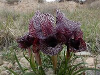 Iris iberica ssp lycotis 11, Saxifraga-Ed Stikvoort : Jerevan - Areni - Noravank s9900
