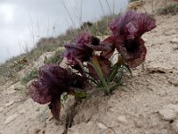 Iris iberica ssp lycotis 13, Saxifraga-Ed Stikvoort : Jerevan - Areni - Noravank A900