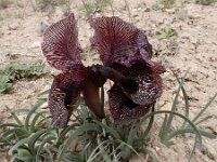 Iris iberica ssp lycotis 14, Saxifraga-Ed Stikvoort : Jerevan - Areni - Noravank s9900