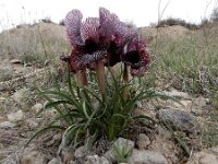 Iris iberica ssp lycotis 15, Saxifraga-Ed Stikvoort : Jerevan - Areni - Noravank A900