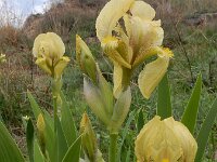 Iris imbricata 2, Saxifraga-Ed Stikvoort : Kapan - Sisian s9900