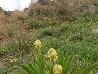 Iris imbricata 3, Saxifraga-Ed Stikvoort : Kapan - Sisian s9900