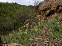 Iris imbricata 4, Saxifraga-Ed Stikvoort : Kapan - Mehgri A900