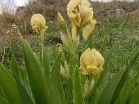 Iris imbricata 6, Saxifraga-Ed Stikvoort : Kapan - Sisian s9900