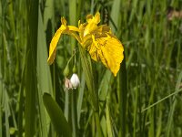Iris pseudacorus 72, Gele lis, Saxifraga-Jan van der Straaten