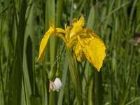 Iris pseudacorus 73, Gele lis, Saxifraga-Jan van der Straaten