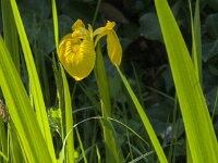 Iris pseudacorus 75, Gele lis, Saxifraga-Jan van der Straaten