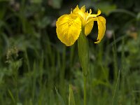 Iris pseudacorus 76, Gele lis, Saxifraga-Jan van der Straaten