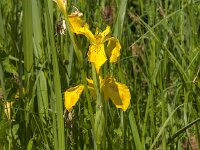 Iris pseudacorus 77, Gele lis, Saxifraga-Jan van der Straaten