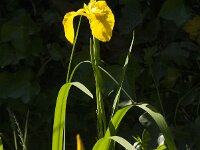 Iris pseudacorus 79, Gele lis, Saxifraga-Jan van der Straaten
