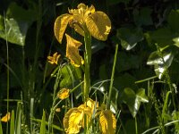 Iris pseudacorus 80, Gele lis, Saxifraga-Jan van der Straaten