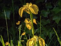 Iris pseudacorus 81, Gele lis, Saxifraga-Jan van der Straaten