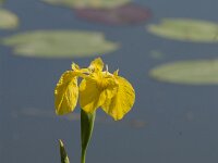 Iris pseudacorus 82, Gele lis, Saxifraga-Jan van der Straaten