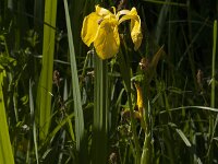 Iris pseudacorus 84, Gele lis, Saxifraga-Jan van der Straaten
