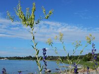 Isatis tinctoria 34, Wede, Saxifraga-Ed Stikvoort