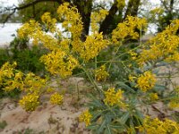Isatis tinctoria 38, Wede, Saxifraga-Ed Stikvoort