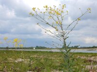Isatis tinctoria 39, Wede, Saxifraga-Ed Stikvoort