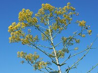 Isatis tinctoria 40, Wede, Saxifraga-Ed Stikvoort