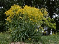 Isatis tinctoria 41, Wede, Saxifraga-Ed Stikvoort